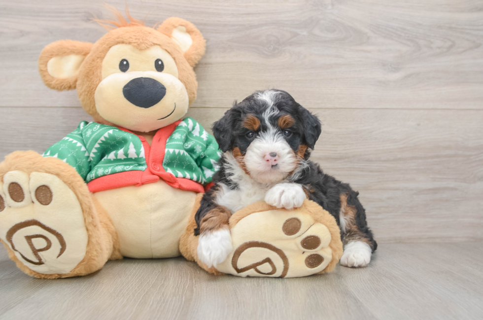 5 week old Mini Bernedoodle Puppy For Sale - Puppy Love PR