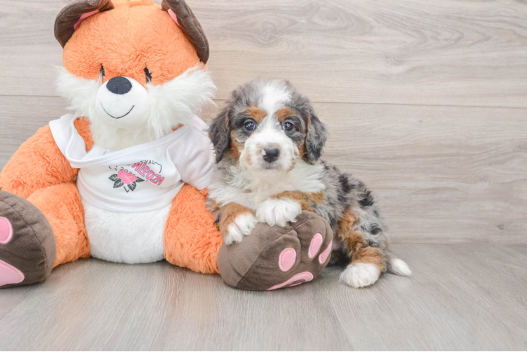 Fluffy Mini Bernedoodle Poodle Mix Pup
