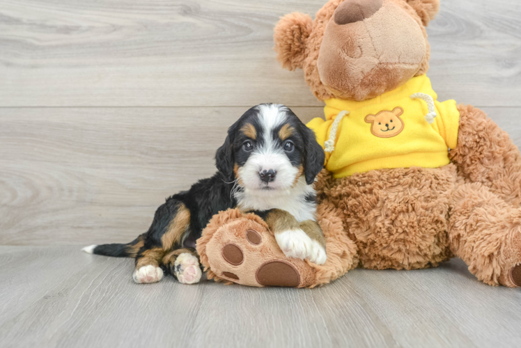 Small Mini Bernedoodle Baby