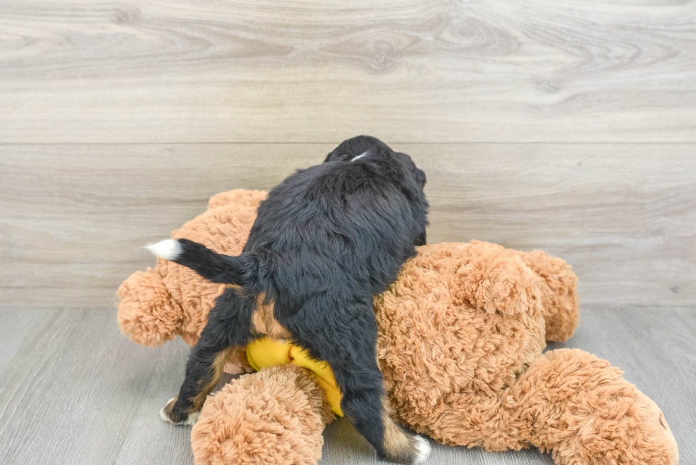 Popular Mini Bernedoodle Poodle Mix Pup