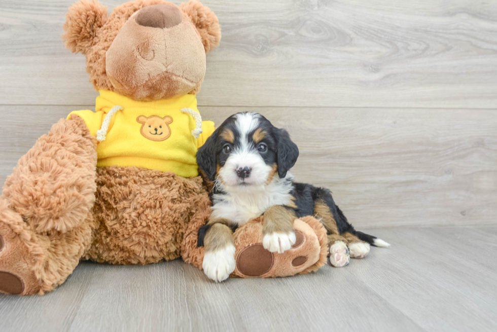 Mini Bernedoodle Pup Being Cute