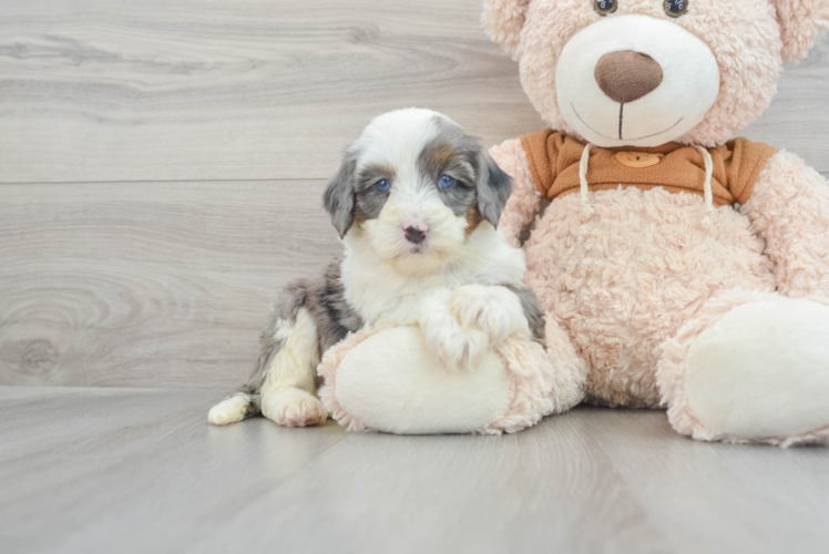 Meet Aphrodite - our Mini Bernedoodle Puppy Photo 1/3 - Puppy Love PR Mini Bernedoodle Pup Being Cute
