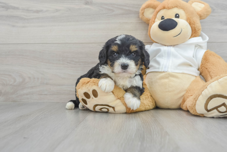 Meet Aphrodite - our Mini Bernedoodle Puppy Photo 1/3 - Puppy Love PR Little Mini Berniedoodle Poodle Mix Puppy