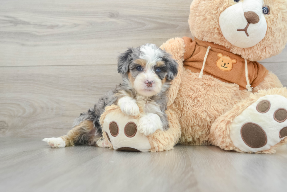 Small Mini Bernedoodle Baby