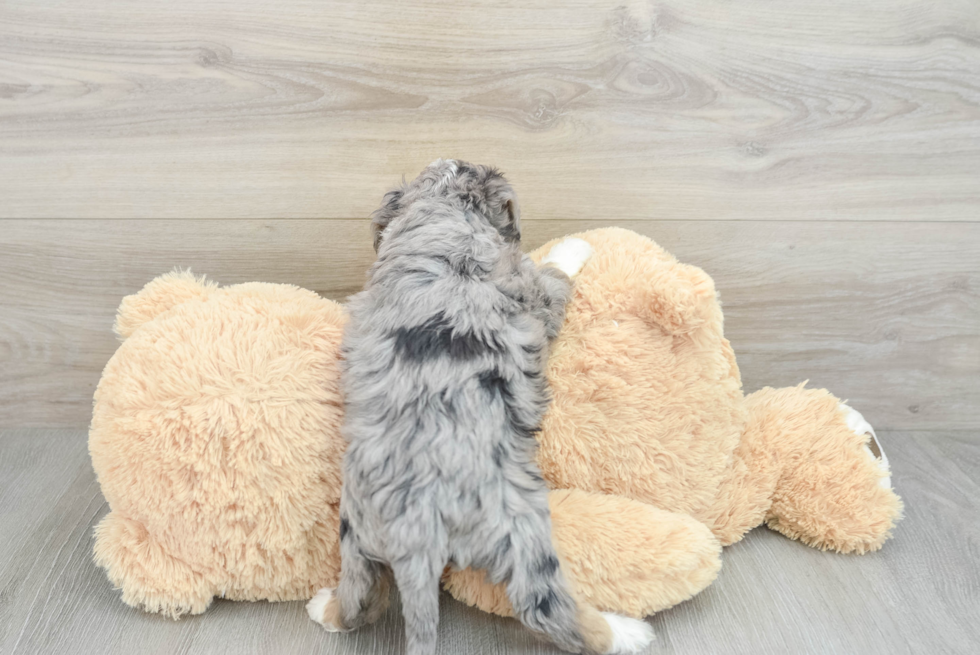 Best Mini Bernedoodle Baby