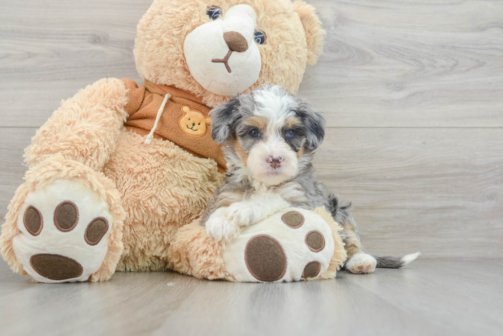 Popular Mini Bernedoodle Poodle Mix Pup