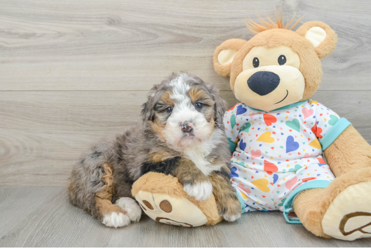 Meet Aphrodite - our Mini Bernedoodle Puppy Photo 1/3 - Puppy Love PR Mini Bernedoodle Puppy for Adoption