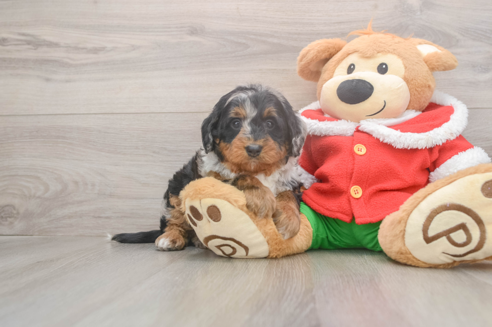 Popular Mini Bernedoodle Poodle Mix Pup