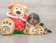 6 week old Mini Bernedoodle Puppy For Sale - Puppy Love PR