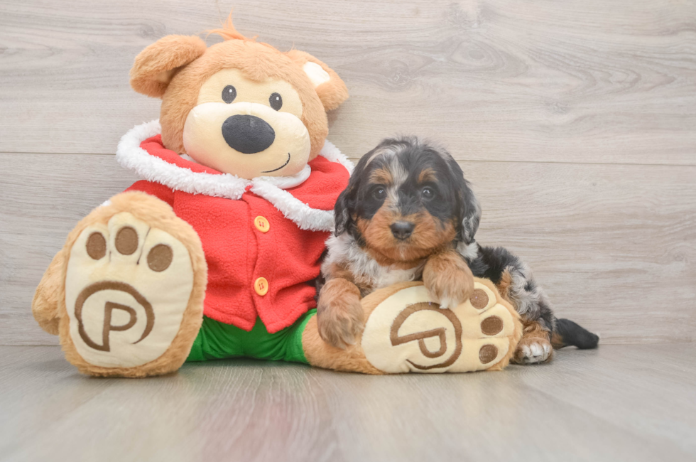6 week old Mini Bernedoodle Puppy For Sale - Puppy Love PR