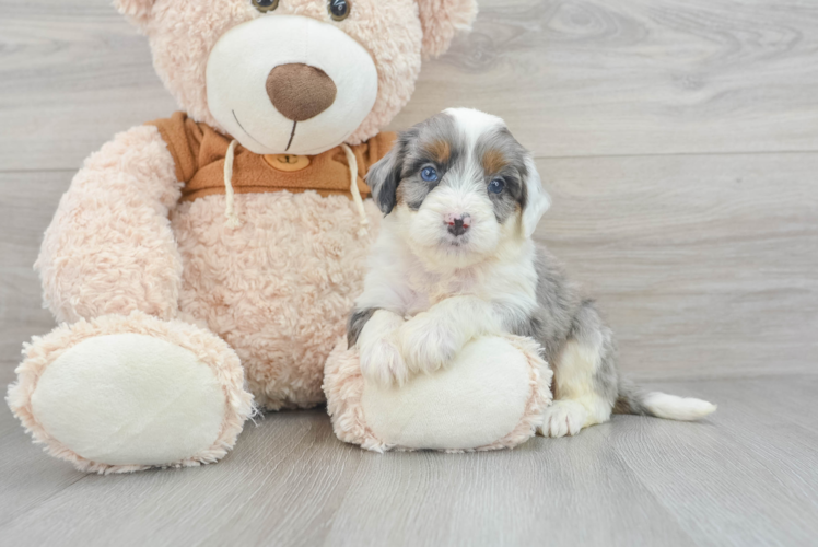 Meet Archie - our Mini Bernedoodle Puppy Photo 1/3 - Puppy Love PR Hypoallergenic Bernadoodle Poodle Mix Puppy