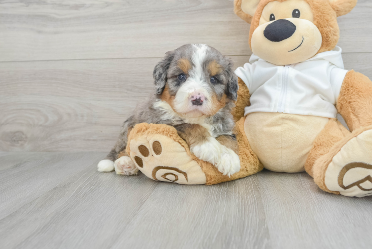 Meet Archie - our Mini Bernedoodle Puppy Photo 1/3 - Puppy Love PR Mini Bernedoodle Pup Being Cute