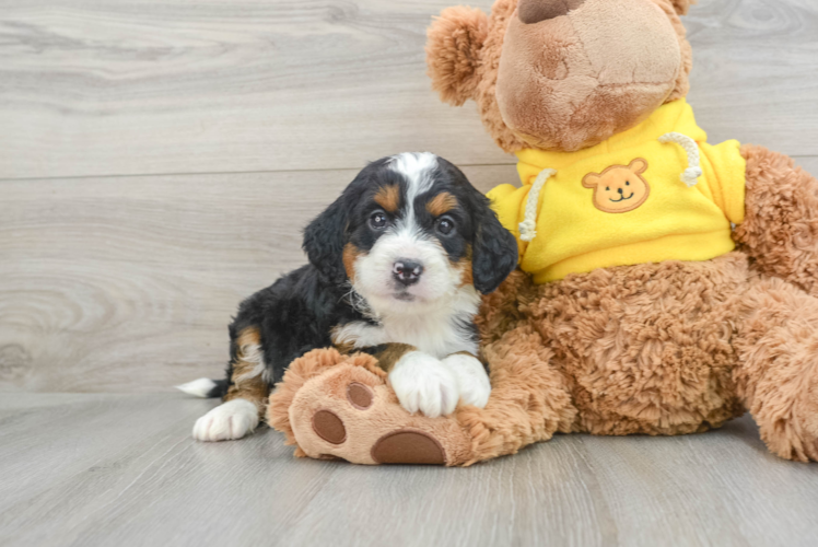 Meet Archie - our Mini Bernedoodle Puppy Photo 1/3 - Puppy Love PR Best Mini Bernedoodle Baby