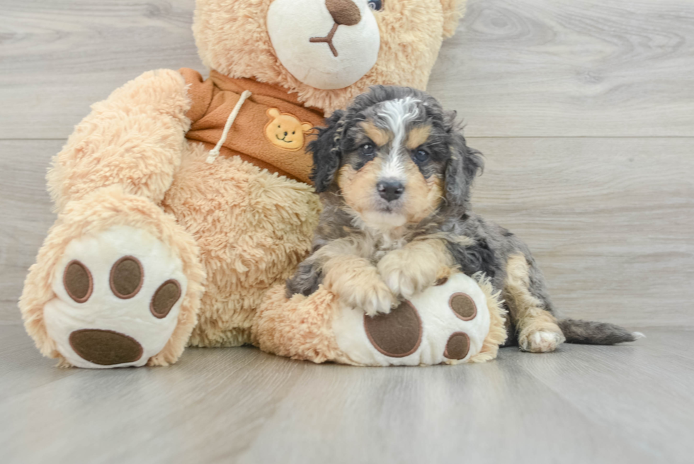 Hypoallergenic Mini Bernesedoodle Poodle Mix Puppy