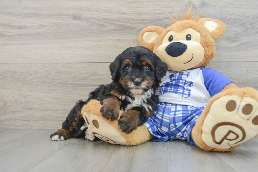 Mini Bernedoodle Pup Being Cute