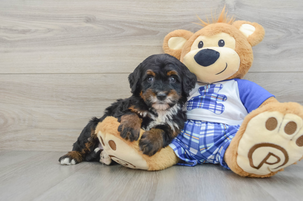 6 week old Mini Bernedoodle Puppy For Sale - Puppy Love PR