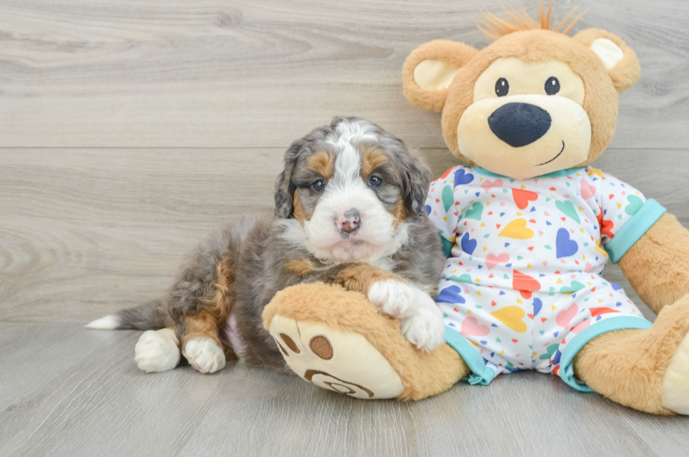 7 week old Mini Bernedoodle Puppy For Sale - Puppy Love PR