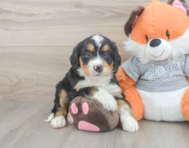 8 week old Mini Bernedoodle Puppy For Sale - Puppy Love PR