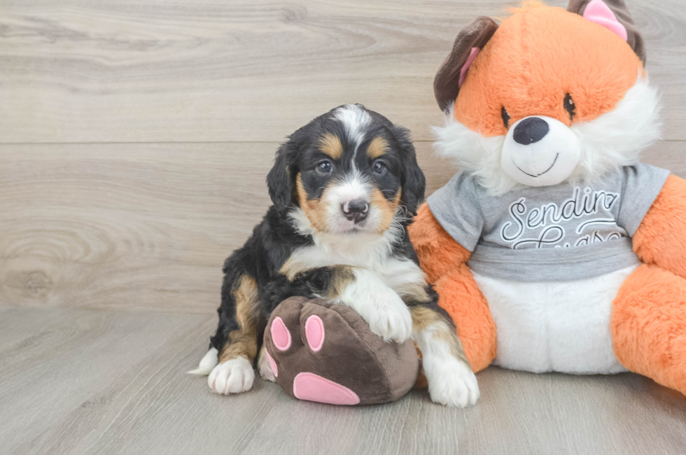 5 week old Mini Bernedoodle Puppy For Sale - Puppy Love PR