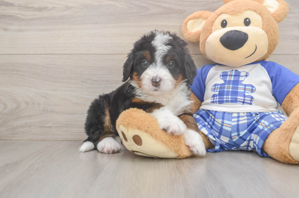 5 week old Mini Bernedoodle Puppy For Sale - Puppy Love PR