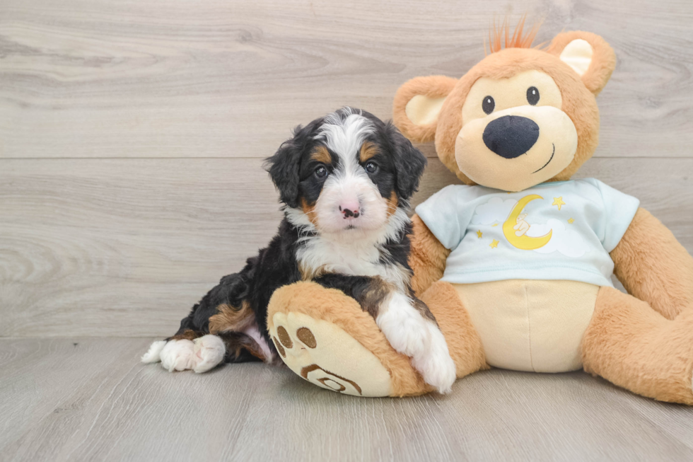 Energetic Mini Berniedoodle Poodle Mix Puppy