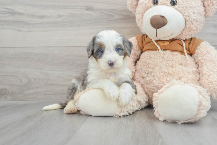 Meet Aria - our Mini Bernedoodle Puppy Photo 1/3 - Puppy Love PR Mini Bernedoodle Puppy for Adoption