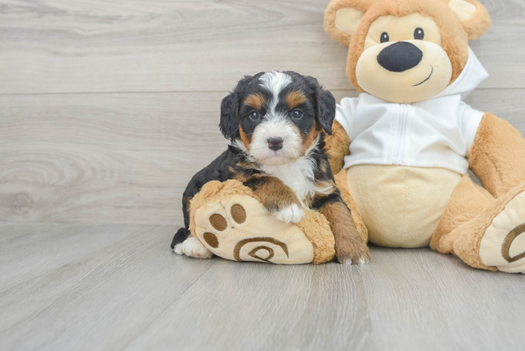 Meet Aria - our Mini Bernedoodle Puppy Photo 1/3 - Puppy Love PR Mini Bernedoodle Pup Being Cute