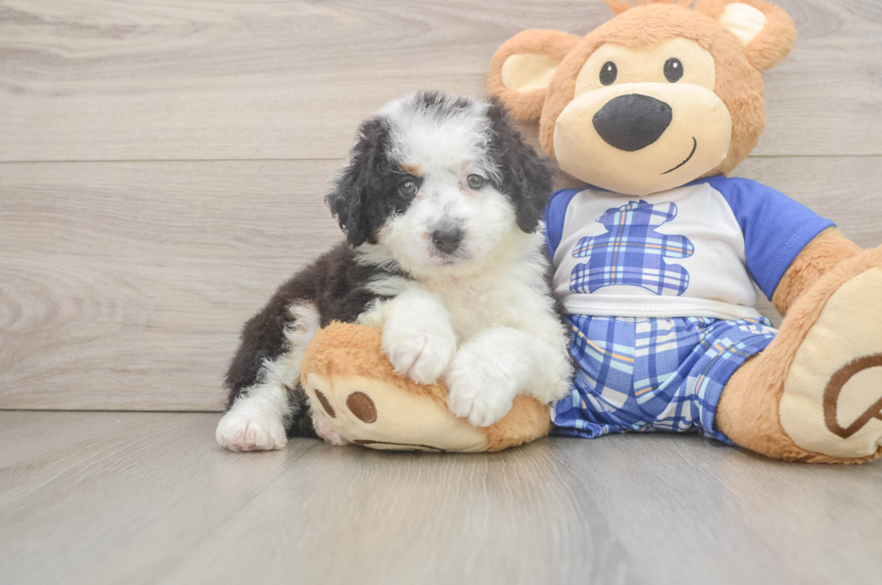 6 week old Mini Bernedoodle Puppy For Sale - Puppy Love PR