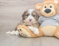 5 week old Mini Bernedoodle Puppy For Sale - Puppy Love PR
