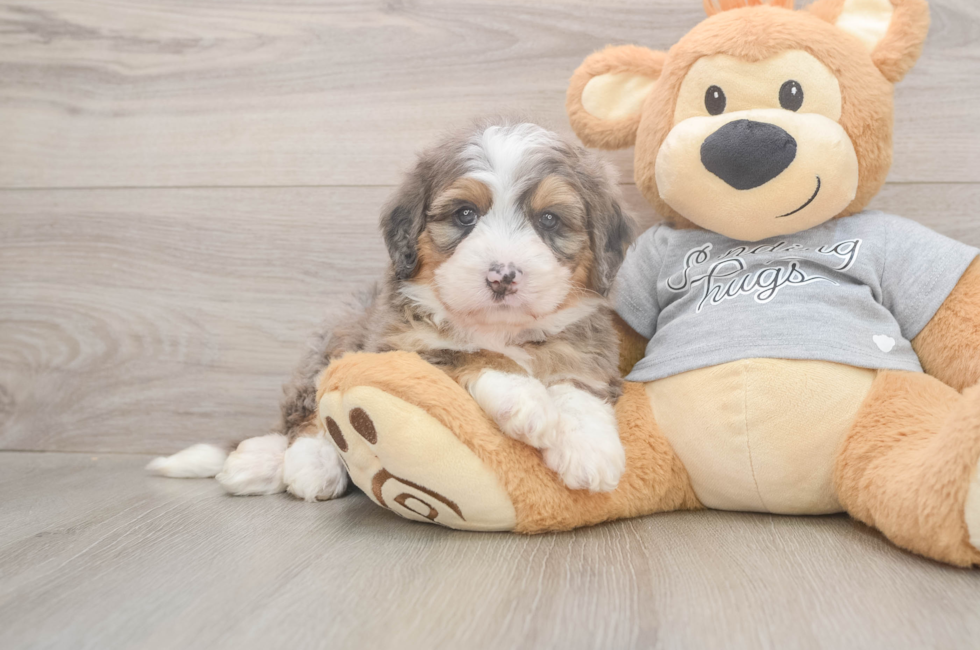 5 week old Mini Bernedoodle Puppy For Sale - Puppy Love PR