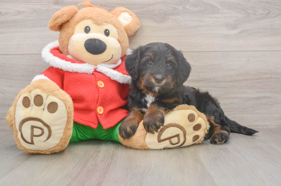 6 week old Mini Bernedoodle Puppy For Sale - Puppy Love PR
