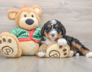 7 week old Mini Bernedoodle Puppy For Sale - Puppy Love PR