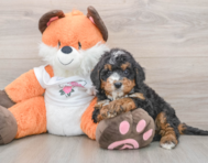 7 week old Mini Bernedoodle Puppy For Sale - Puppy Love PR