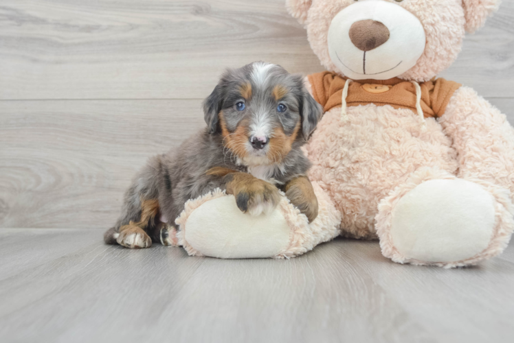 Meet Augustus - our Mini Bernedoodle Puppy Photo 1/3 - Puppy Love PR Best Mini Bernedoodle Baby