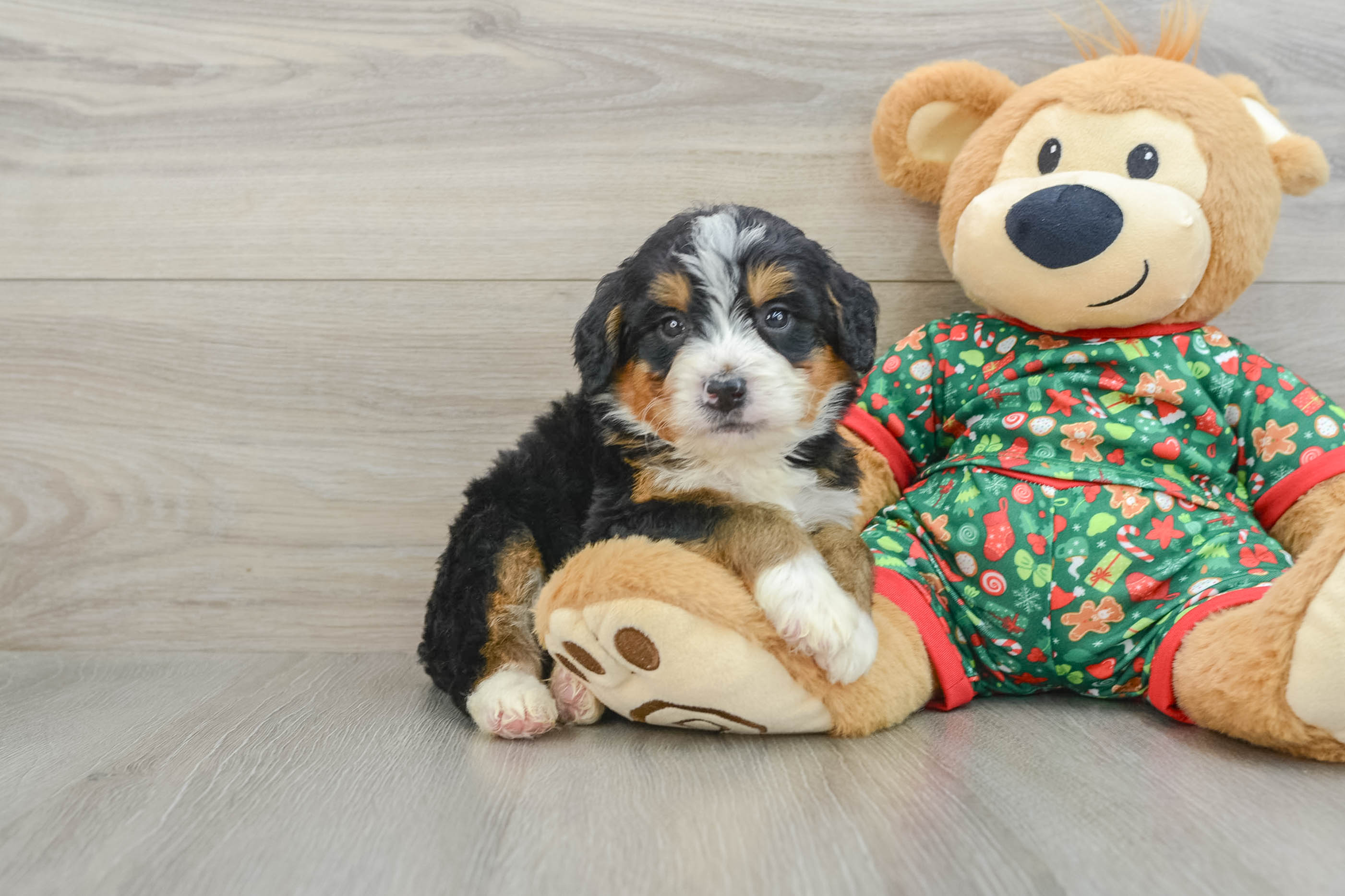 Friendly Mini Bernedoodle Baby