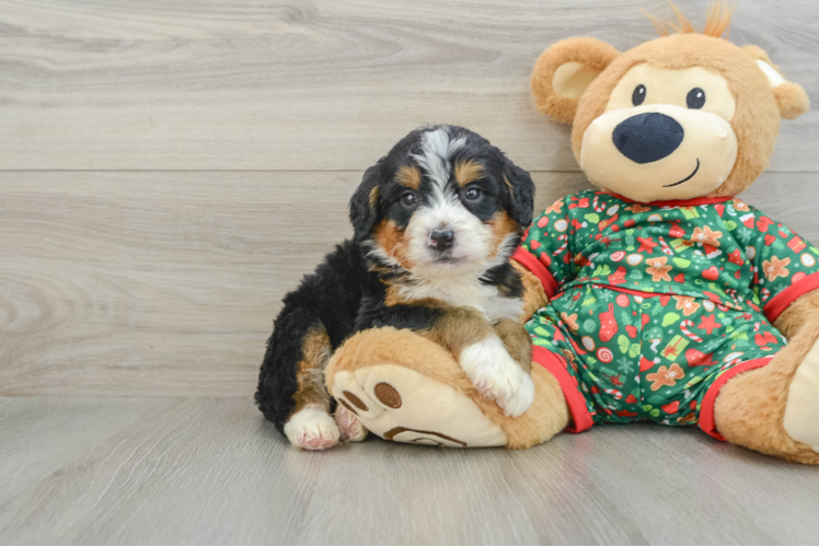 Meet Augustus - our Mini Bernedoodle Puppy Photo 1/3 - Puppy Love PR Friendly Mini Bernedoodle Baby