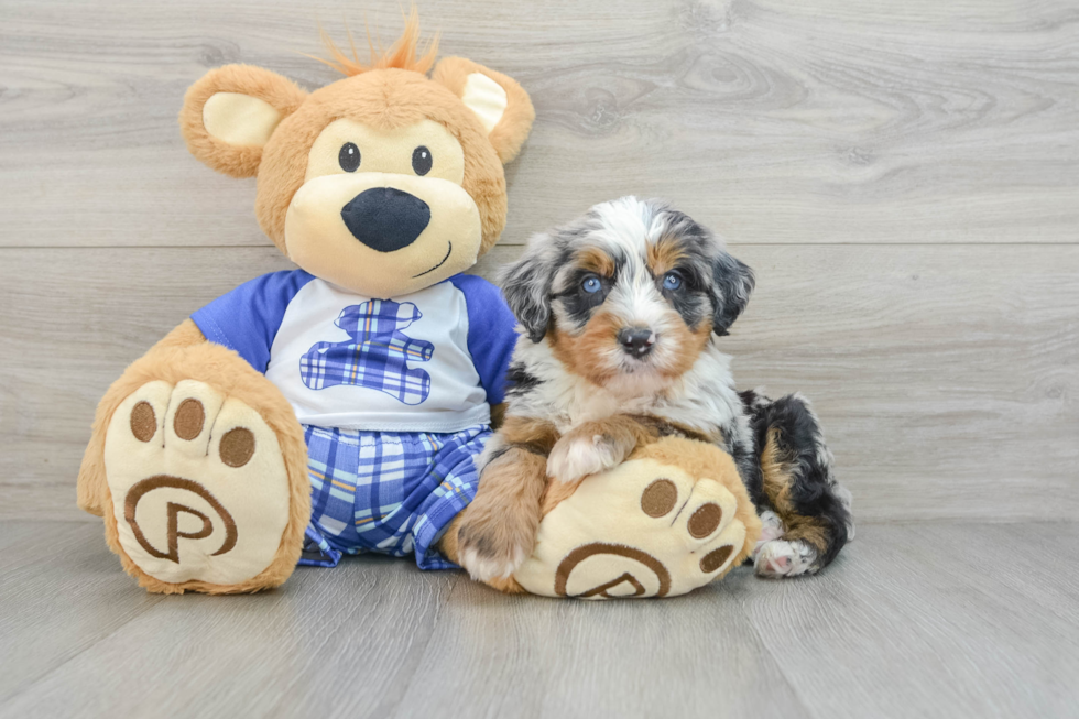 Smart Mini Bernedoodle Poodle Mix Pup