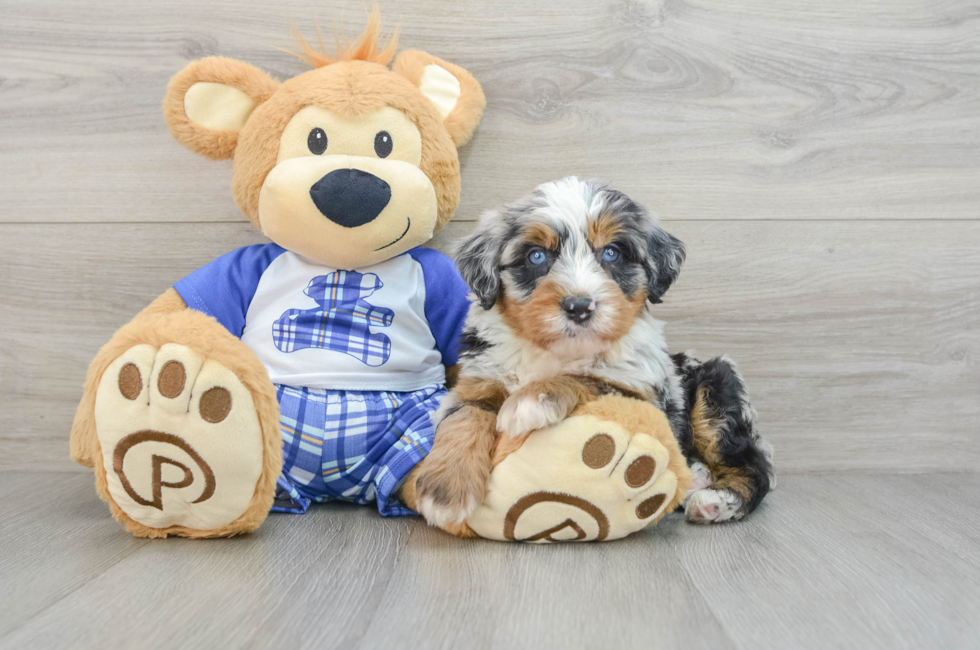 6 week old Mini Bernedoodle Puppy For Sale - Puppy Love PR