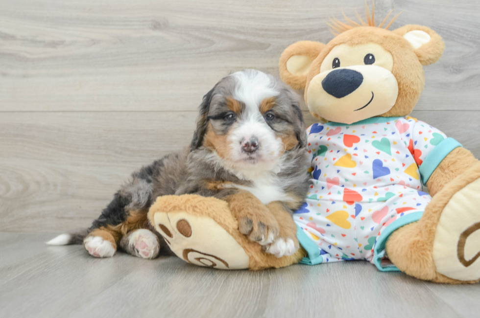 7 week old Mini Bernedoodle Puppy For Sale - Puppy Love PR