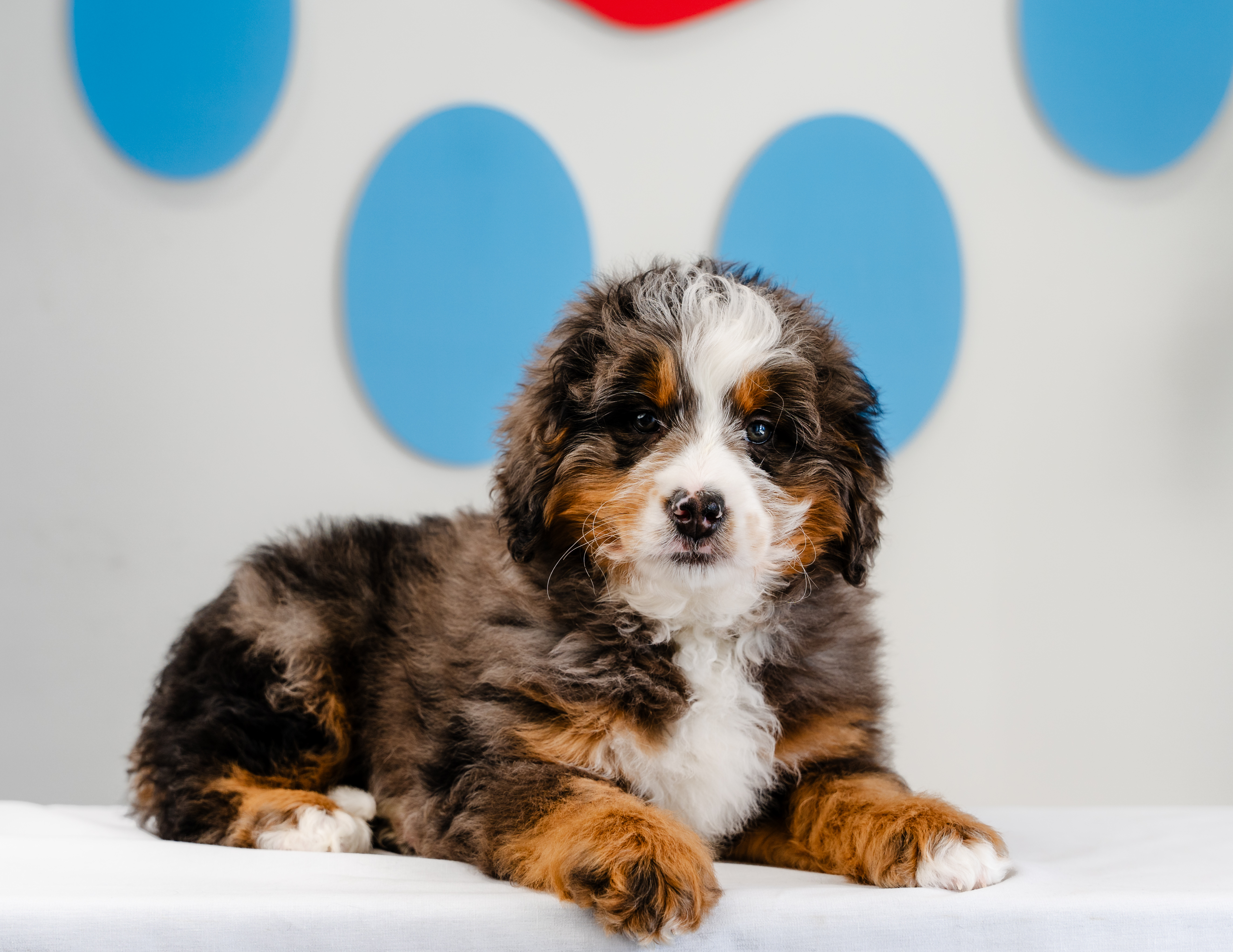 Best Mini Bernedoodle Baby