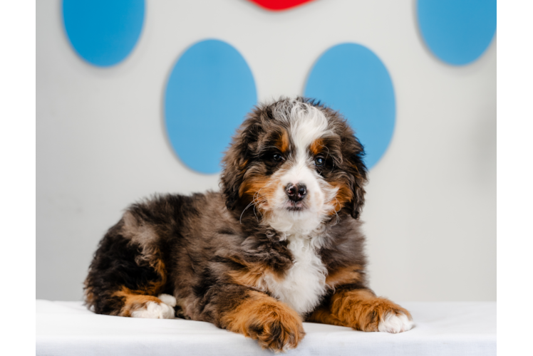 Best Mini Bernedoodle Baby