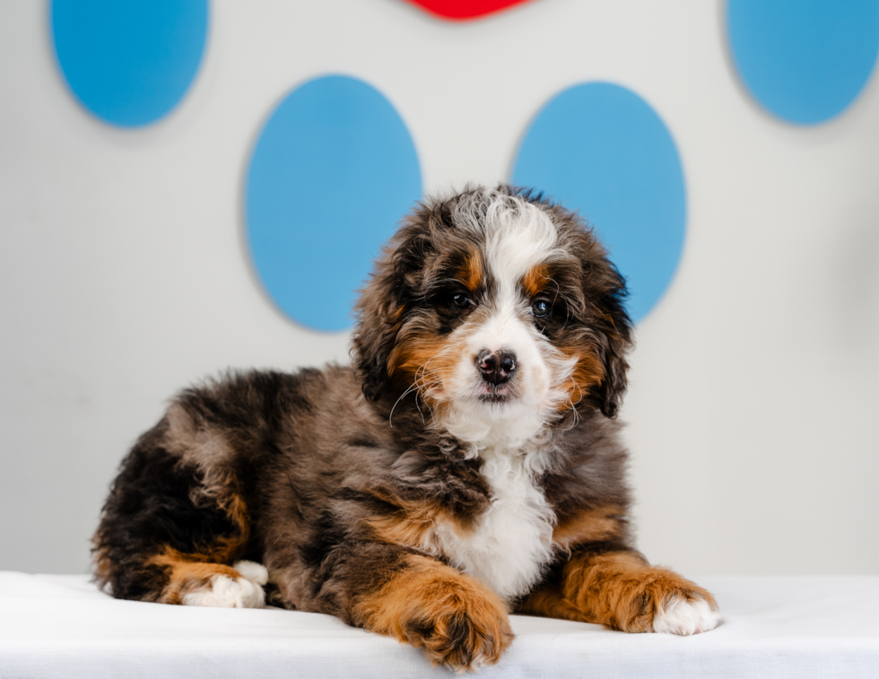 Best Mini Bernedoodle Baby