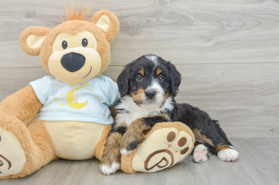 6 week old Mini Bernedoodle Puppy For Sale - Puppy Love PR
