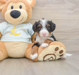5 week old Mini Bernedoodle Puppy For Sale - Puppy Love PR