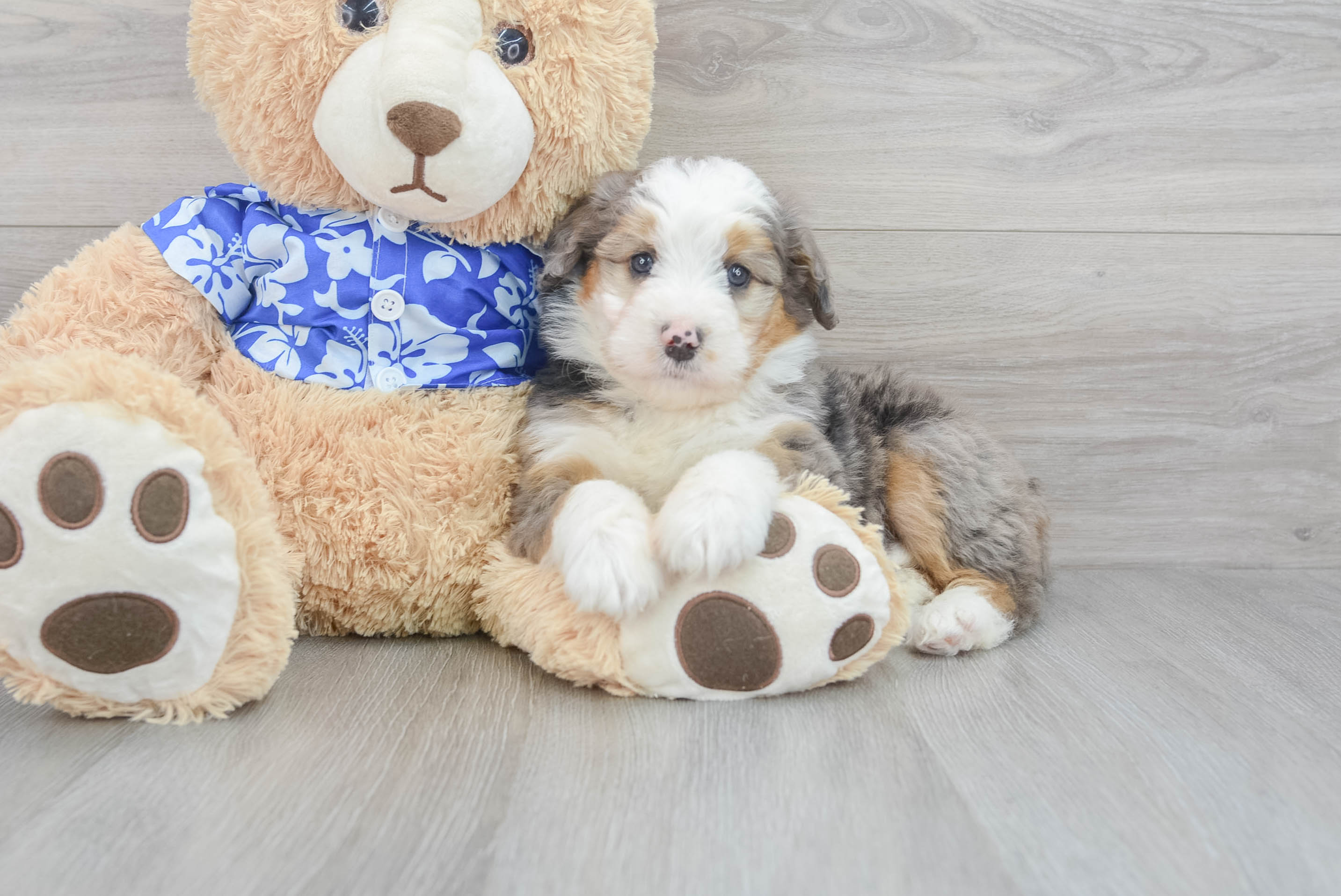 Hypoallergenic Bernadoodle Poodle Mix Puppy