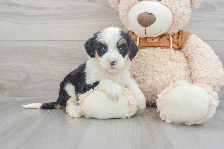 Meet Avalon - our Mini Bernedoodle Puppy Photo 1/3 - Puppy Love PR Hypoallergenic Bernadoodle Poodle Mix Puppy