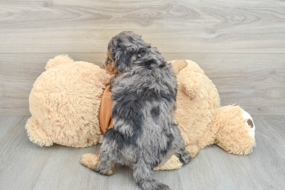 Little Mini Bernadoodle Poodle Mix Puppy