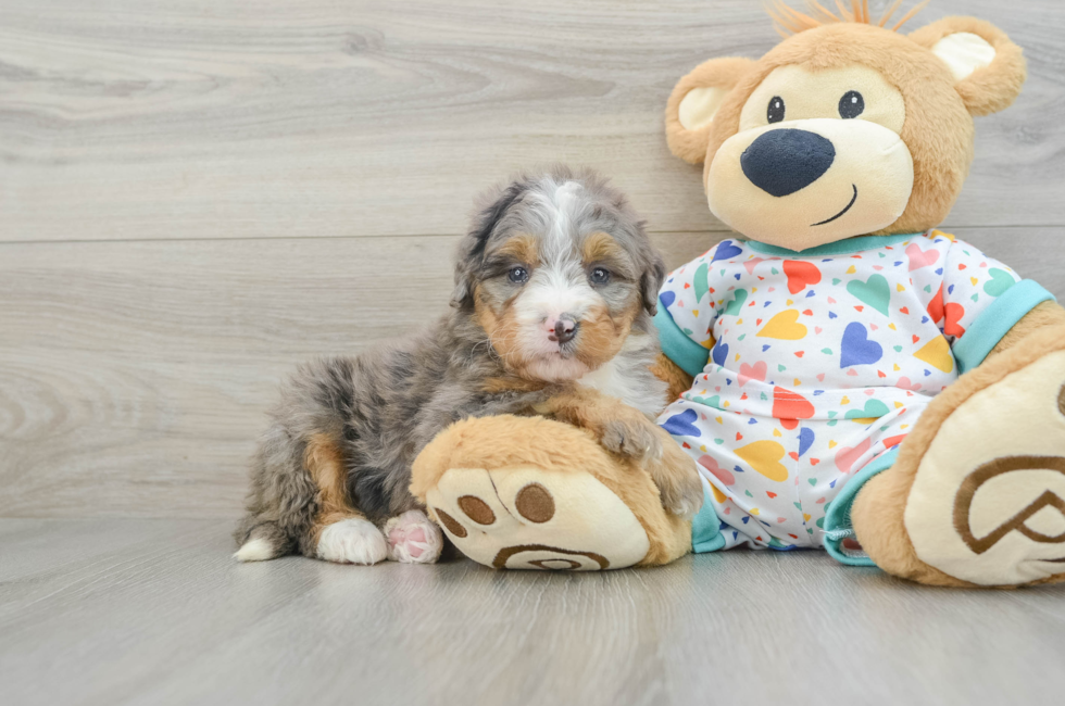 7 week old Mini Bernedoodle Puppy For Sale - Puppy Love PR