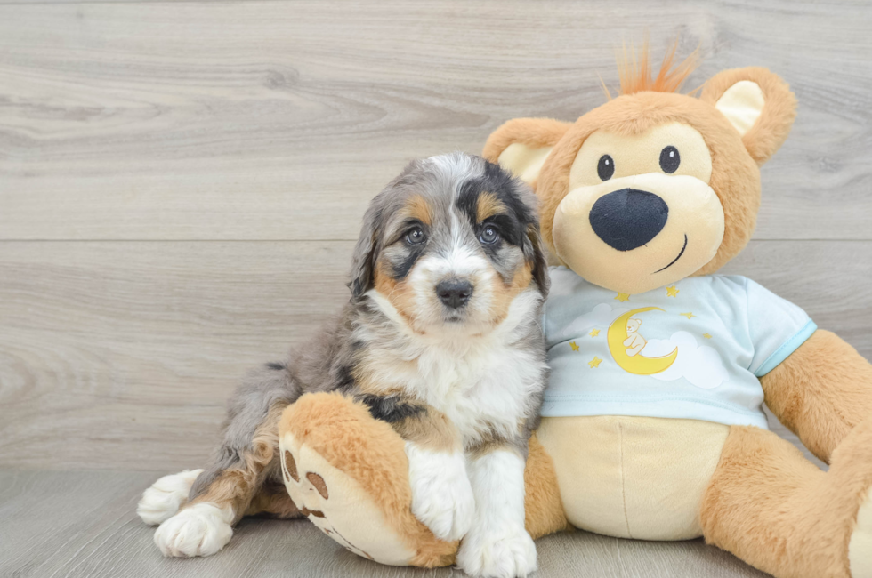 6 week old Mini Bernedoodle Puppy For Sale - Puppy Love PR