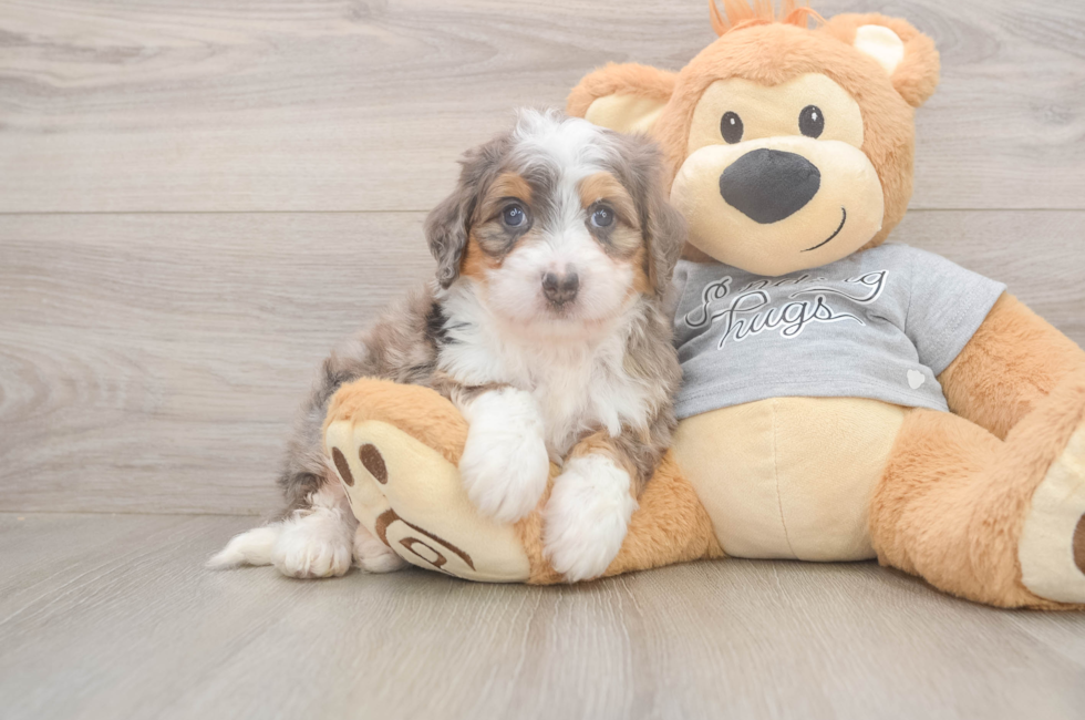5 week old Mini Bernedoodle Puppy For Sale - Puppy Love PR